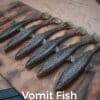 vomit fish
