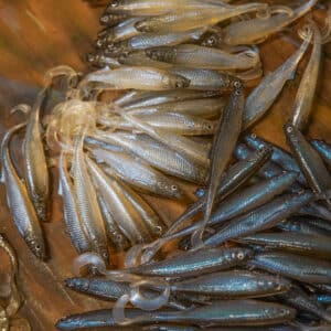 Smelt Curly Tail 8cm