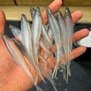 Smelt 13cm V-Tail