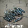 vomit fish