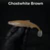 GhostWhite/Brown