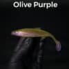 Olive/Purple