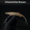 GhostWhite/Brown