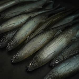 Bleak Spike Tail 25cm