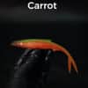 carrot