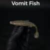 vomit fish