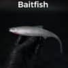 Baitfish