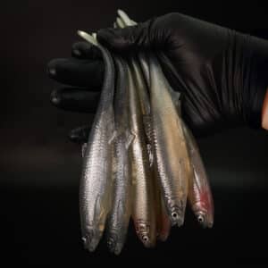 Bleak Spike Tail 20cm