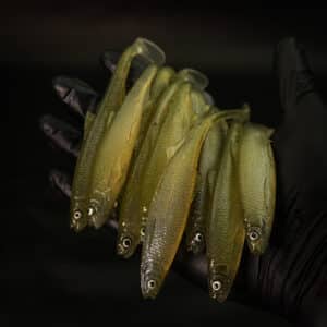 Bleak Paddle Tail 15cm