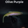 Olive/Purple