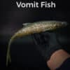 vomit fish