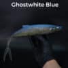 GhostWhite-blue