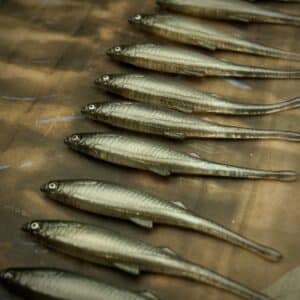 Bleak Spike Tail 10cm