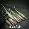Baitfish