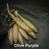 Olive/Purple
