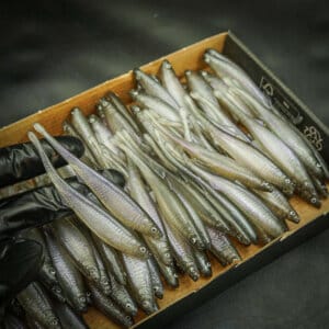 Bleak Spike Tail 10cm OLD MODEL