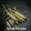 Olive/Purple