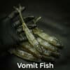 vomit fish