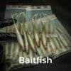 Baitfish