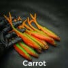 carrot