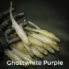 GhostWhite/Purple