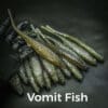 vomit fish