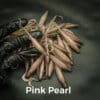 Pearl Pink