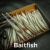 Baitfish
