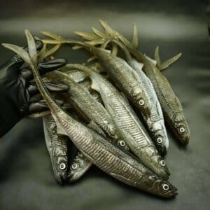 Smelt 37cm V-Tail