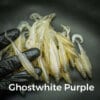 GhostWhite/Purple