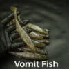 vomit fish