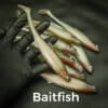 Baitfish