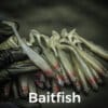 Baitfish