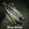 Blue Silver