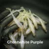GhostWhite/Purple
