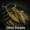 Olive/Purple