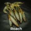 Särki/Roach