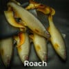 Särki/Roach