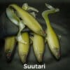 Suutari