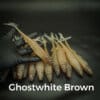 GhostWhite/Brown