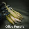Olive/Purple