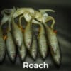 Särki/Roach