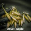 Olive/Purple