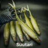 Suutari