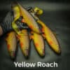 Yellow Roach