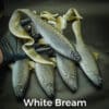 White Bream