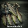Brown Burbot