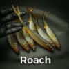 Särki/Roach